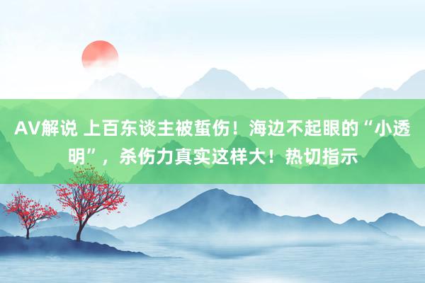 AV解说 上百东谈主被蜇伤！海边不起眼的“小透明”，杀伤力真实这样大！热切指示